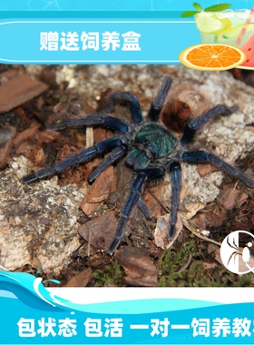 【祁one】委内瑞拉红绿橙苗子颜色绚丽生长迅速经典入门捕鸟蛛品