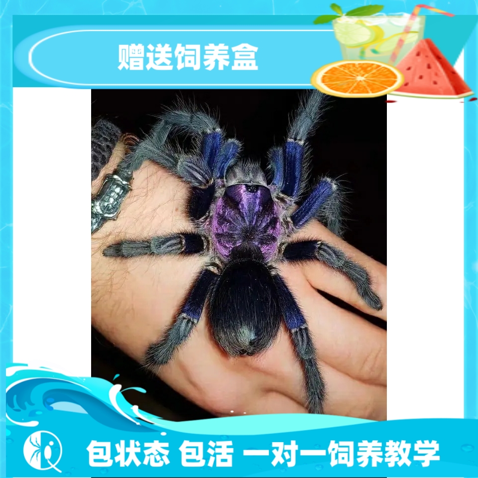 藍紫海地公母pho屬包郵捕鳥蛛