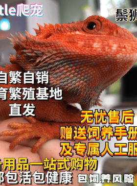 鬃狮蜥蜴活的宠物幼体入门级爬宠异宠温顺不咬人柑橘红系超白zero