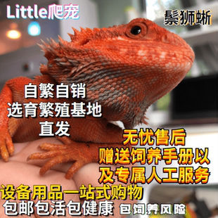 鬃狮蜥蜴活的宠物幼体入门级爬宠异宠温顺不咬人柑橘红系超白zero