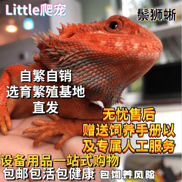 鬃狮蜥蜴活的宠物幼体入门级爬宠异宠温顺不咬人柑橘红系超白zero