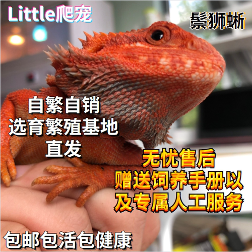 蜥蜴鬃狮入门级不咬人