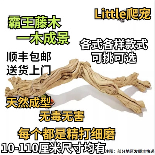 爬宠霸王藤木雨林缸造景守宫鬃狮蜥蜴睫角蛇攀爬藤条树栖天然木头