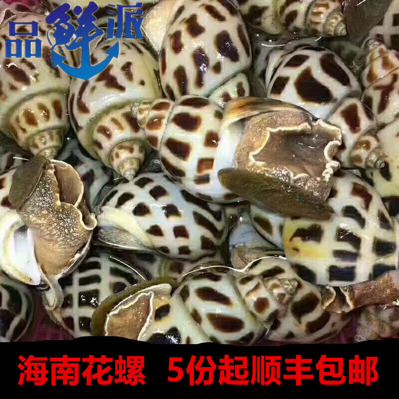500克每份大个冷冻东风螺花螺南风螺活冻花螺 海鲜大礼包顺丰包邮