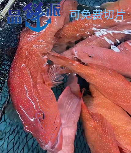北京鲜活东星斑石斑鱼同城闪送