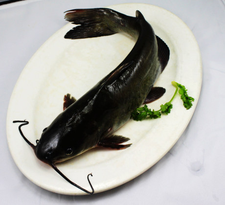 5斤/条鲜活乌江鱼江团习鱼回鱼黔鱼河鲶叉尾鮰钳鱼北京闪送