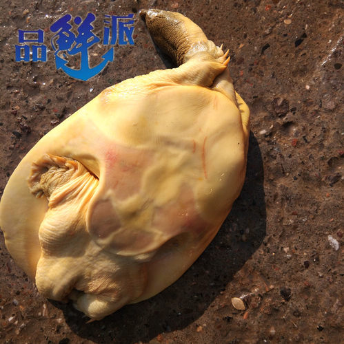 鲜活野外王八顺丰包邮