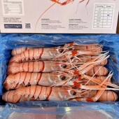 新西兰鳌虾日料刺身1公斤装