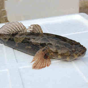 1.4-1.6斤/条鲜活笋壳鱼新鲜活体沙塘鳢呆子鱼虎头鱼北京闪送