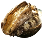 论斤大鲍鱼鲍鱼鲜活大鲍鱼大连鲍九孔鲍特大鲍鱼