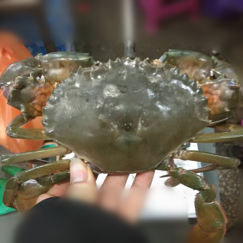 水产海鲜特大青蟹鲜活一只一斤三门青蟹海蟹公螃蟹肉蟹红鲟蟹