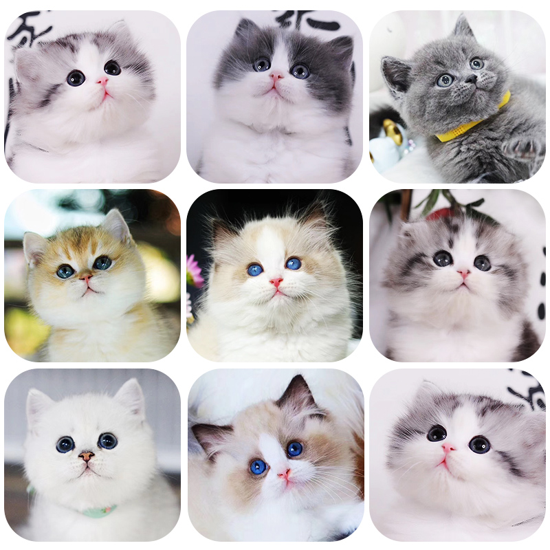 英短蓝猫幼猫加菲猫幼崽金银渐层折耳蓝白美短金吉拉暹罗猫咪活物