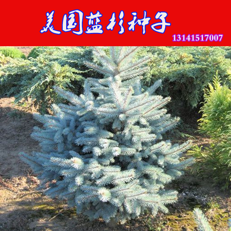 美国蓝杉种子科罗拉多蓝杉树苗公园庭院观赏圣诞树室内绿植云杉苗
