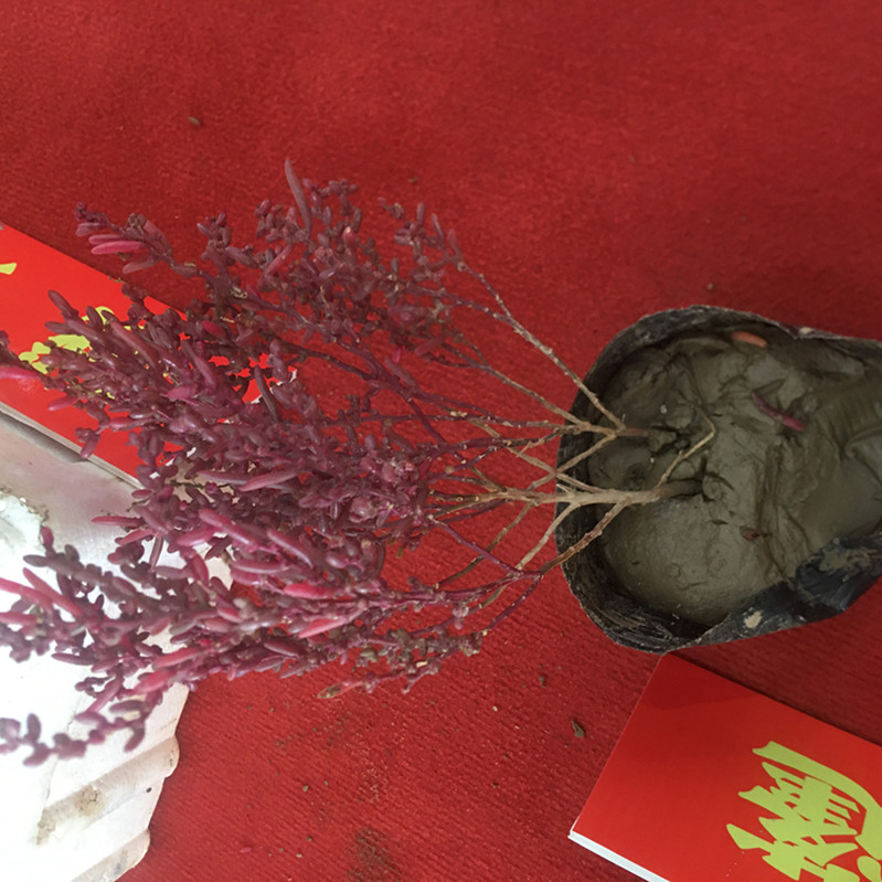 红色海滩涂植物翅碱蓬草种子盐地碱蓬卤蓬皇席菜黄须菜海英菜种籽