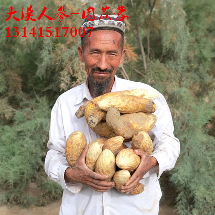新疆肉苁蓉种子耐旱护坡草籽寄生树抗沙防风护坡绿化树梭梭树种子
