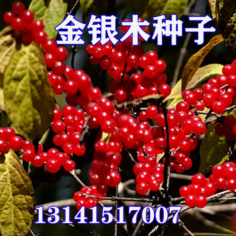 金银木种子东北耐寒忍冬果金银忍冬阳台盆栽绿植长白忍冬观果树苗