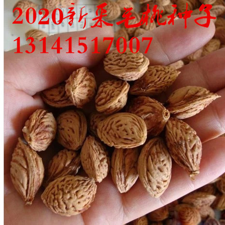 种子南方嫁接砧木山桃