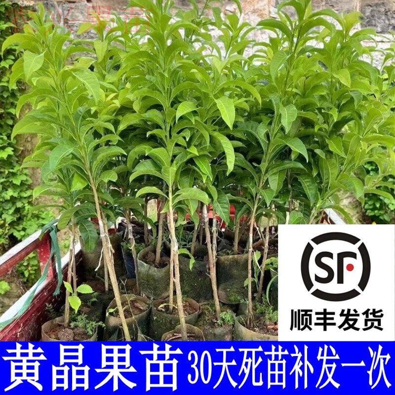 黄晶果嫁接苗黄晶果6号黄晶果果苗黄晶果大苗冬蜜带土盆栽南方种