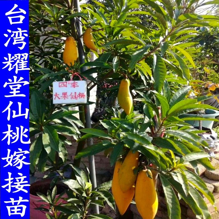 台湾耀堂大果仙桃果苗嫁接罗斯果树苗四季鸡蛋果蛋黄果苗盆栽带土