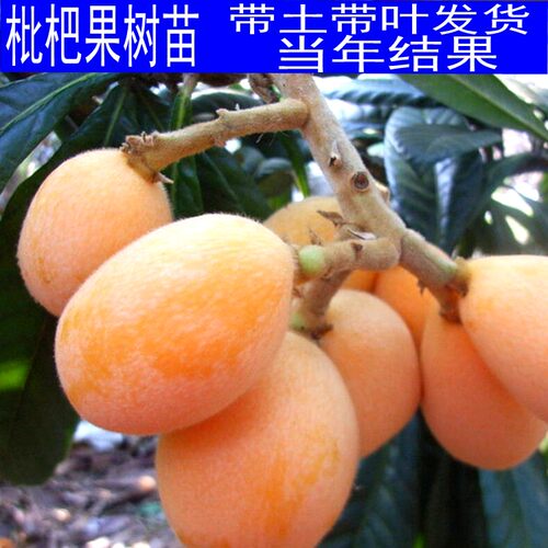 枇杷苗6号枇杷苗嫁接大五星枇杷