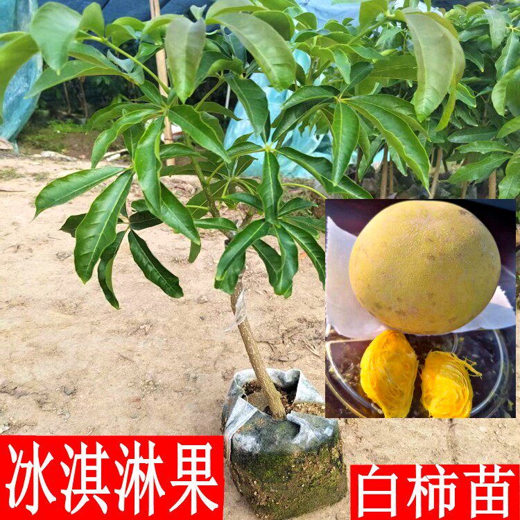 状元红冰淇淋果白柿果苗嫁接苗带叶发货新品种盆栽带土南方种