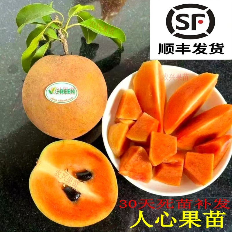 人心果苗越南人和人墨西哥人心果大型绿植/成品组合盆