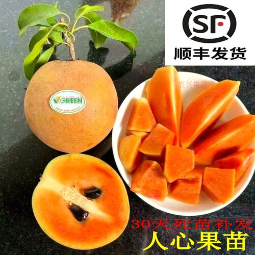 人心果苗越南人和人墨西哥人心果嫁接苗软枝人心果高压苗带土