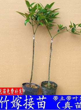 果树苗原土发货山竹子室内盆栽