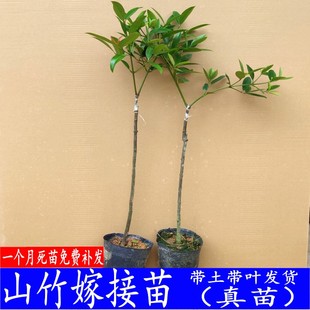 嫁接山竹苗果树苗广西原土发货山竹子树当年结果南方种植室内盆栽