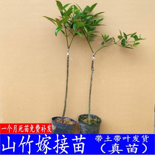 果树苗原土发货山竹子室内盆栽