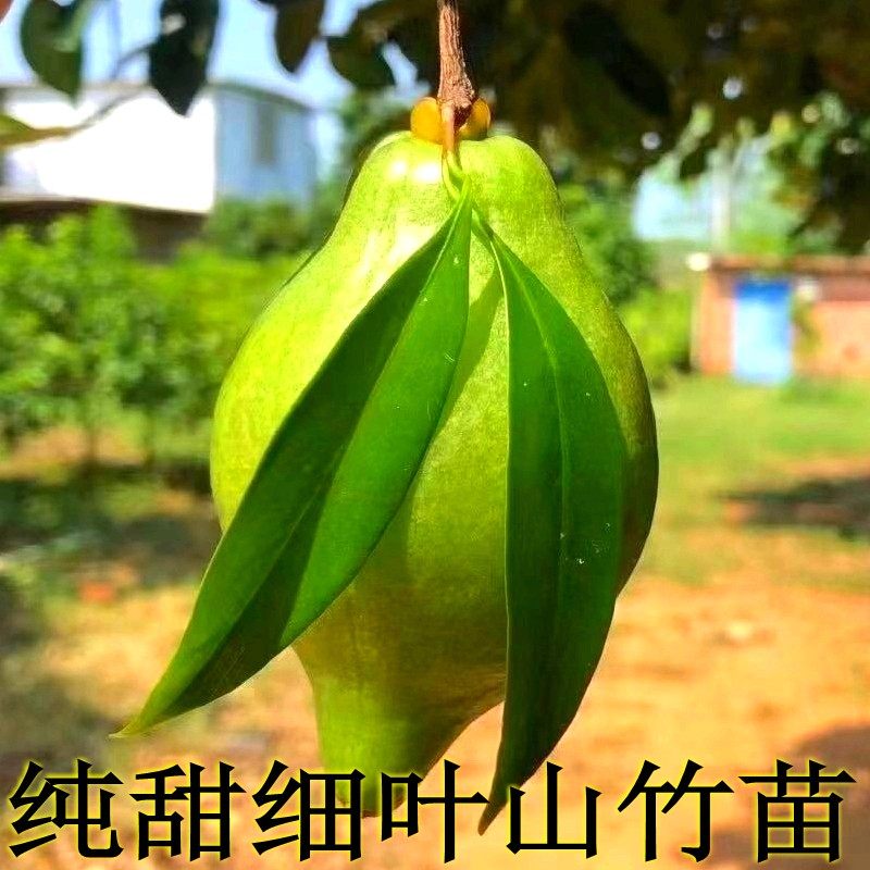 纯甜山竹苗广西细叶山竹嫁接果树苗冰糖小叶山竹树苗庭院盆栽带土