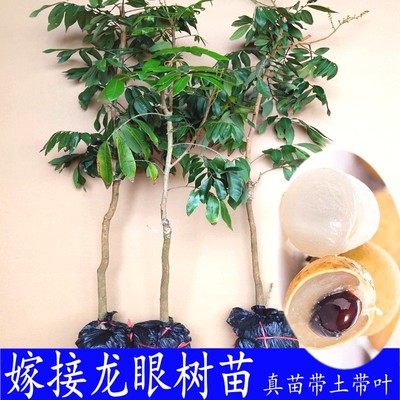 龙眼嫁接四季南方种植庭院地栽