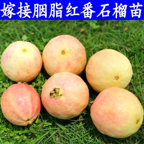 胭脂红番石榴苗香甜糯无籽红宝石芭乐红心番石榴嫁接苗南方种带土