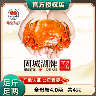 现货鲜活螃蟹固城湖大闸蟹4只顺丰空运 特大4.0两母蟹 活蟹