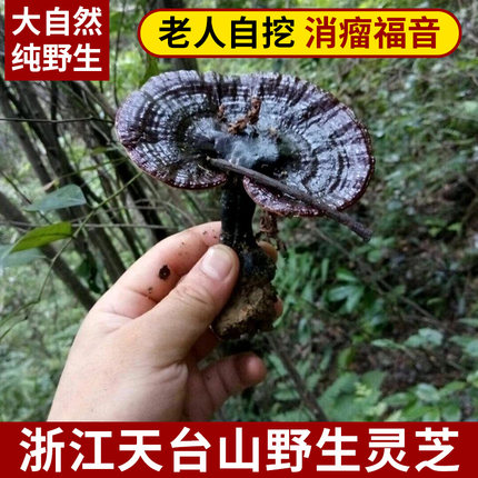 浙江天台山纯野生黑灵芝整枝林芝紫芝赤芝中药材带孢子粉500g包邮