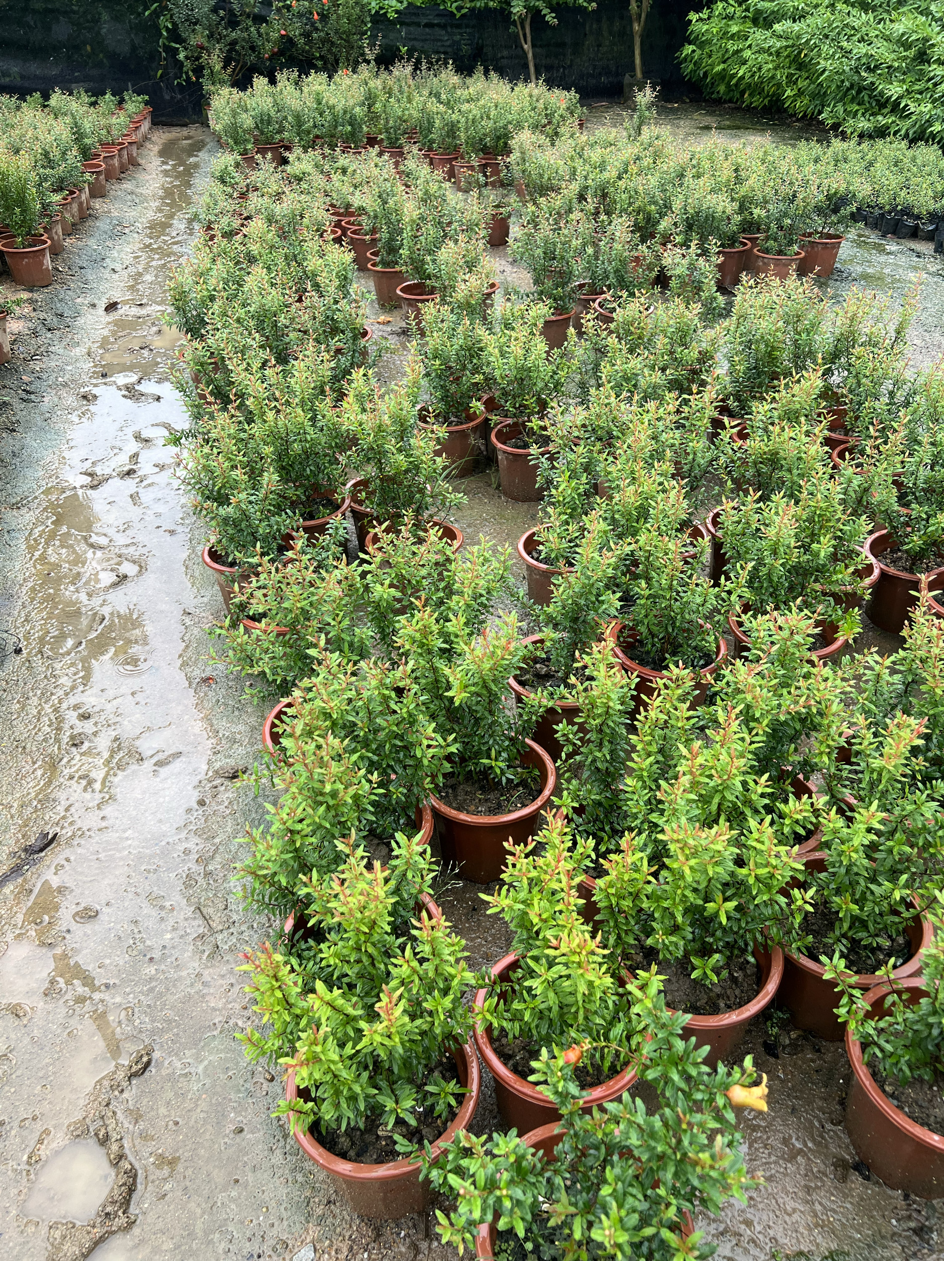 石榴花仙草潮汕地区专用红事白事专仙草抹仙草石榴花盆栽