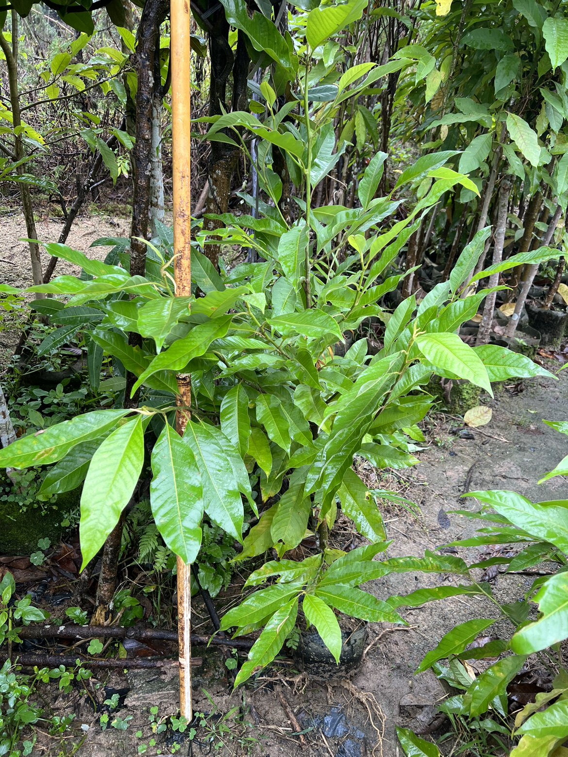 当年开花玉兰花白玉兰花四季清香
