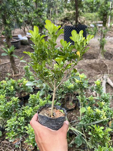 米兰花小苗 小卡矮 小米兰花盆栽花卉绿植四季开花浓香型驱蚊阳台