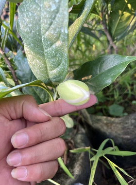 夜合花 夜香木兰 合欢花 木兰花 当年开花南北可种庭院盆栽都可以