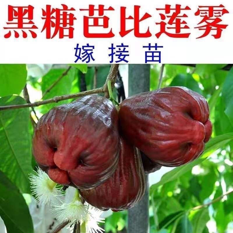 台湾黑金刚莲雾苗 嫁接苗 果苗 黑糖芭比莲雾苗盆栽