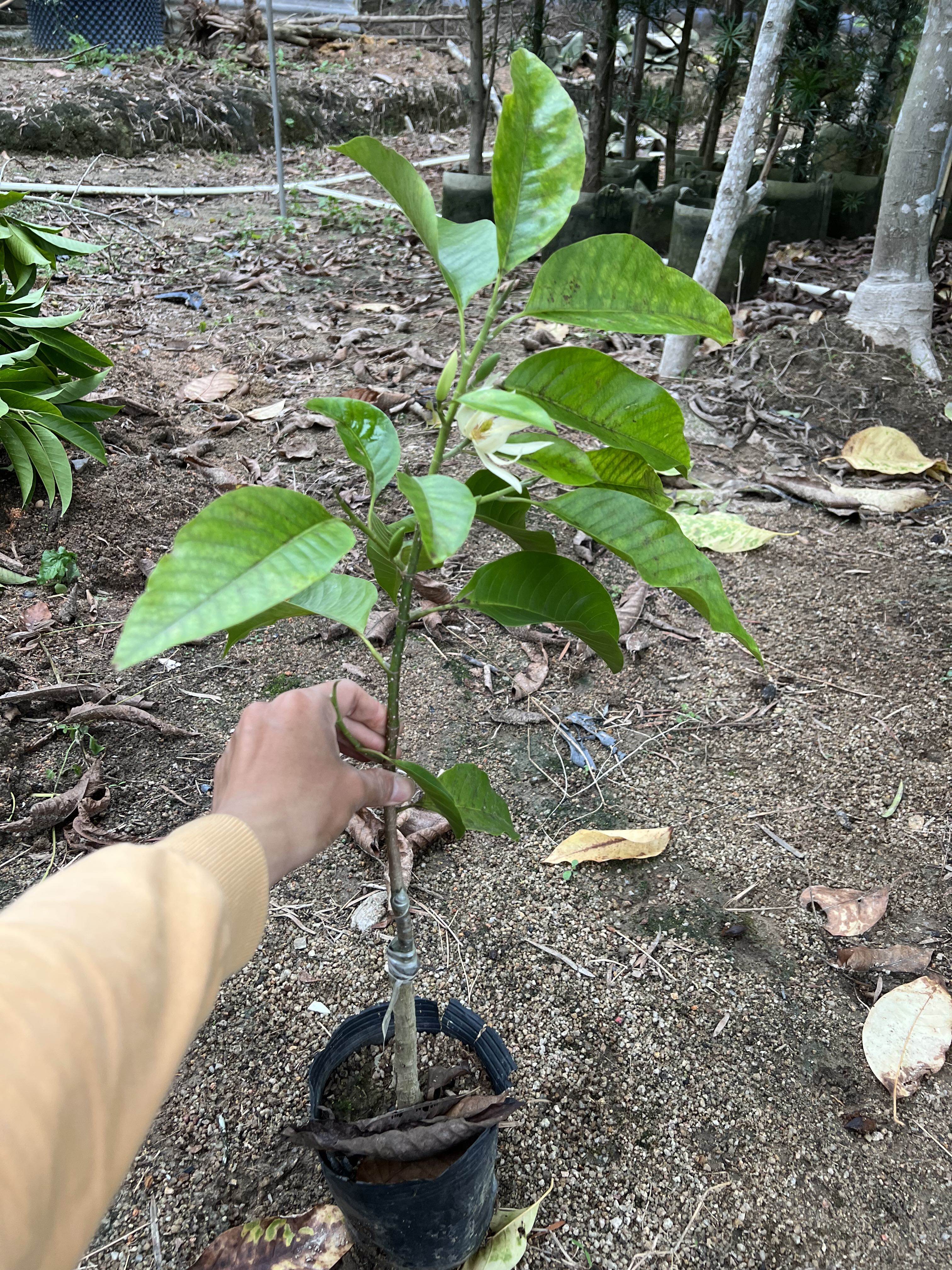 白玉花白玉兰树苗阳台嫁接苗图片