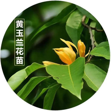 黄缅桂树苗盆栽花卉植物室内阳台庭院四季好养活浓香型花期长