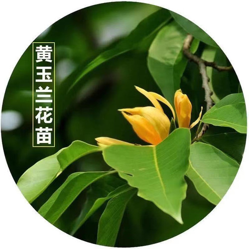 黄缅桂树苗盆栽花卉植物室内阳台庭院四季好养活浓香型花期长