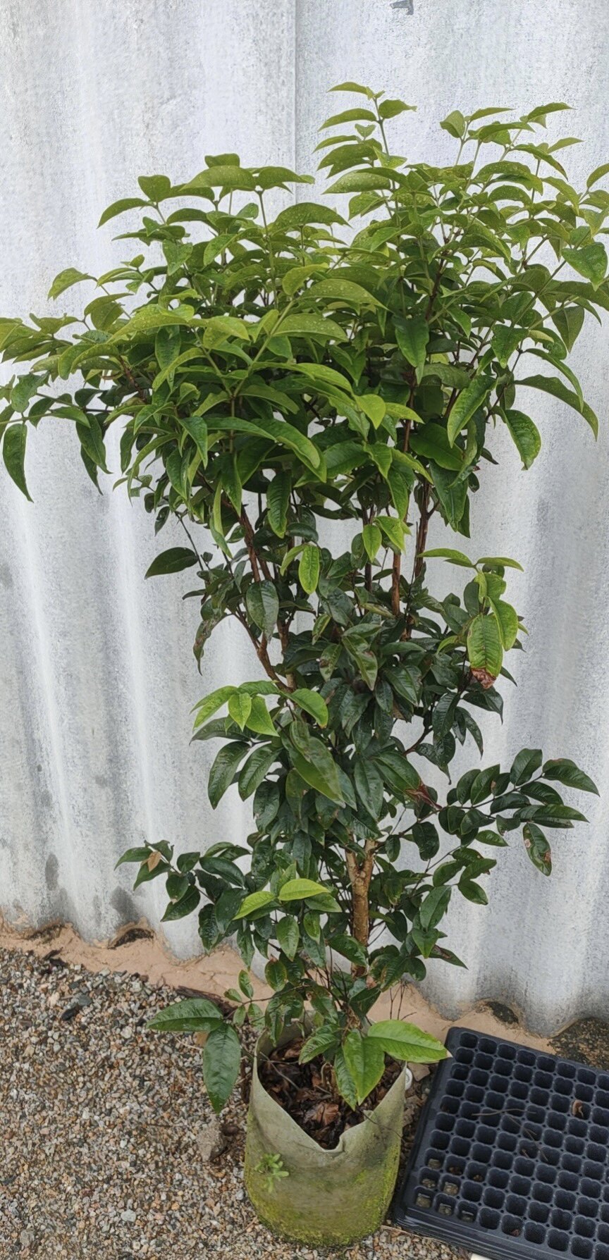 艾斯卡嘉宝果/树葡萄 树花苗 爱斯卡树葡萄果苗 带花或带果发货