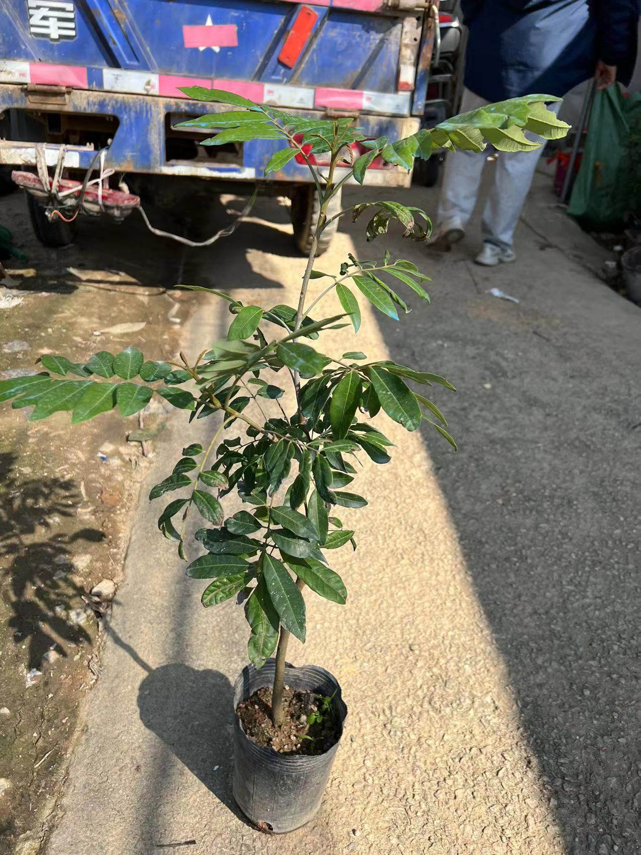 四季龙眼桂圆石峡果苗嫁接苗细核当年结果 四季结果 果树苗