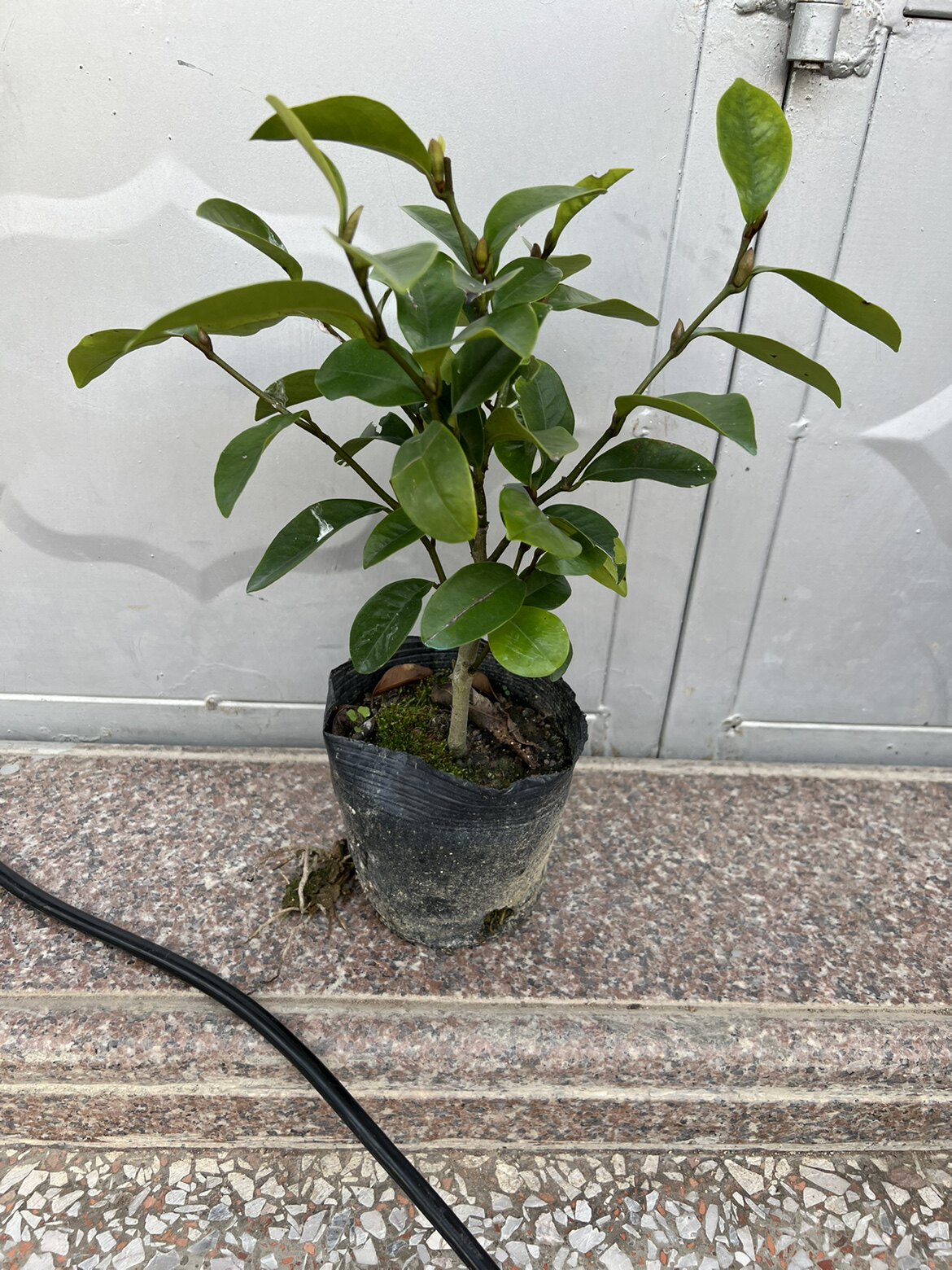 耐寒含笑花阳台当年开花苹果味