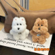 新款 饰公仔挂件咖色 可爱西高地毛绒小狗书包包挂饰白色狗狗钥匙装