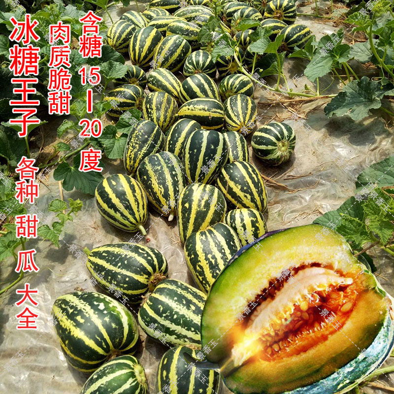 冰糖王子甜瓜种子大全香瓜甜瓜种籽四季绿宝特大羊角蜜早熟种孑