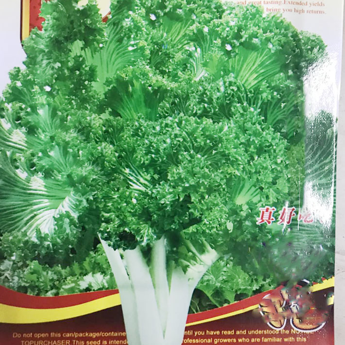 真好吃绿绒春不老菜籽花叶苔菜春秋四季菜园种植菜籽蔬菜种子