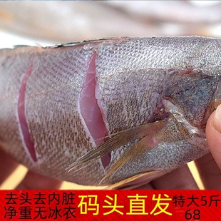 连云港 四斤去头内脏鳘鱼米鱼香煎米鱼 无杂刺碎深海新鲜海鱼